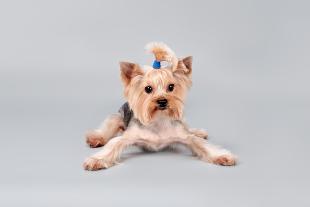 Schattige puppy van Yorkshire Terrier ligt in een grappige pose
