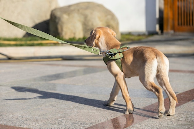 Schattige puppy wandelen in het park met haar baasje Foto van hoge kwaliteit