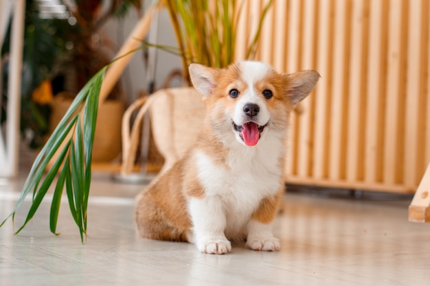 Schattige puppy Welsh Corgi thuis