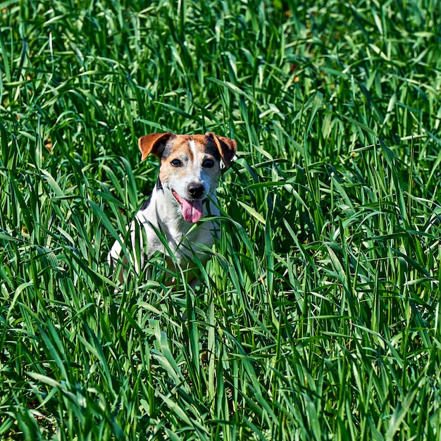 Schattige puppy zit in hoog groen gras met kopie ruimte