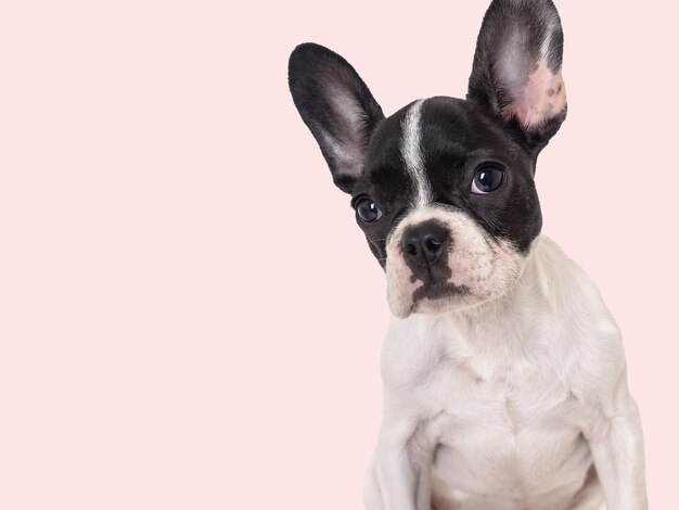 Schattige puppy zittend op de tafel Studio opname