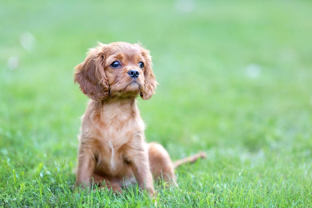 Schattige puppy zittend op het groene gras