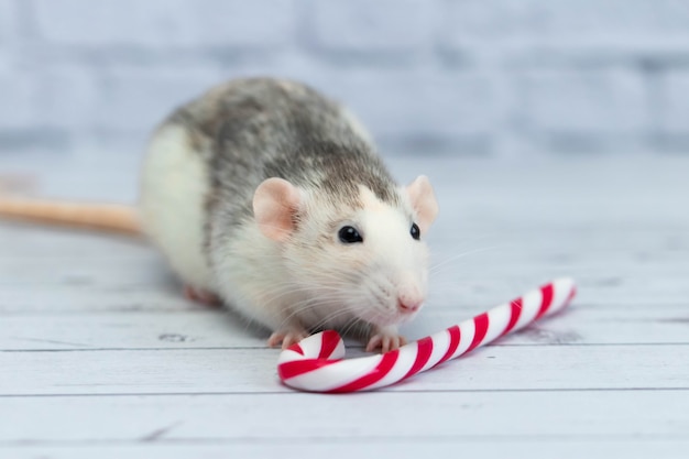 Schattige rat snuift kerst candy cane. portret van een close-up van een knaagdier.