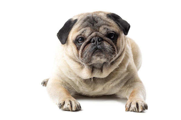 Schattige rijpe Pug hond liggend op wit geïsoleerd