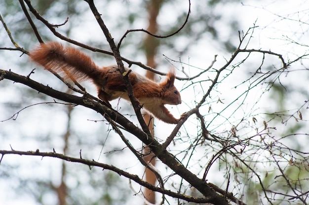 Schattige rode eekhoorn springt op boomtakken in het park