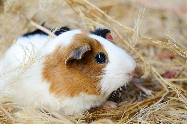 Schattige rode en witte cavia close-up. Klein huisdier in huis