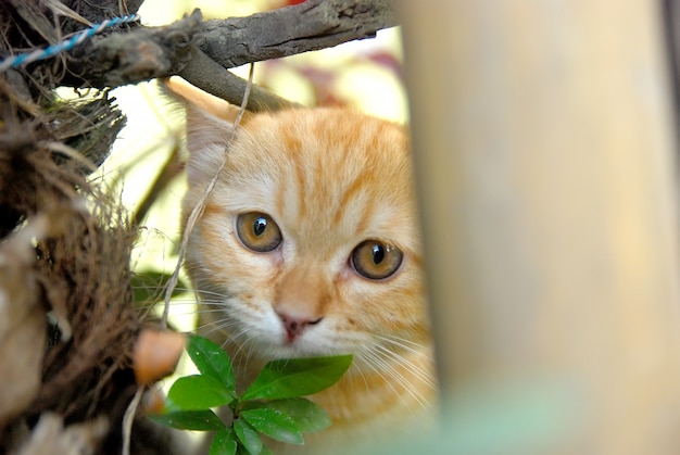 schattige rode kat achter een groen blad