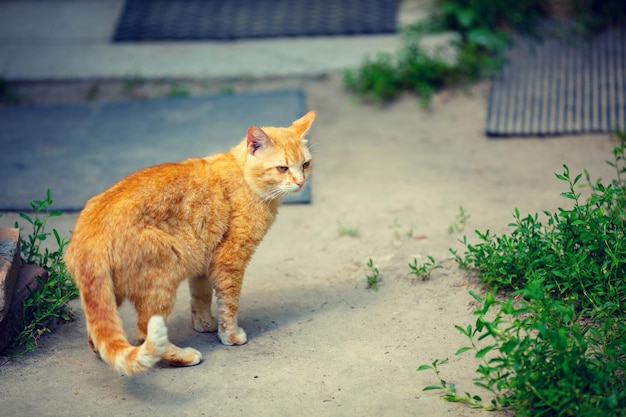 Schattige rode kat die in de tuin loopt