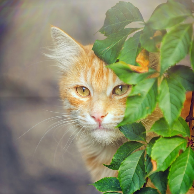 Schattige rode kat ontspannen in zonnestralen, in de buurt van de bush