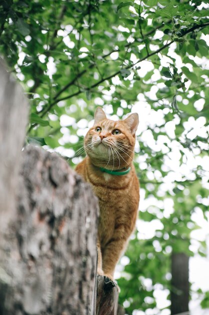 Schattige rode kat op het hek