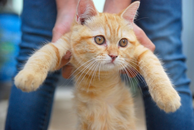 Foto schattige rode kat verward uitdrukking