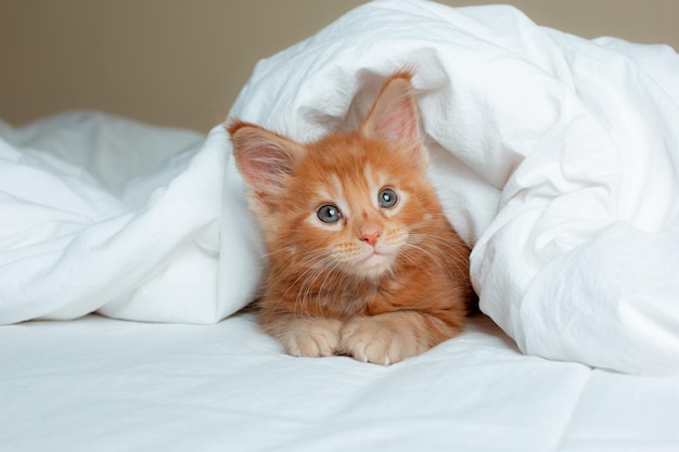 Schattige rode kitten gewikkeld in een witte deken maine coon kitten