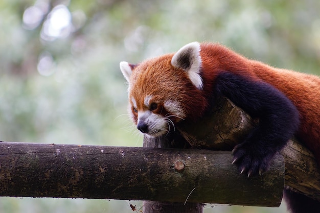 Schattige rode of kleine panda die een boomstam beklimt