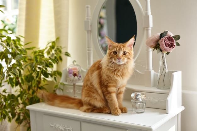 Schattige rode pluizige Maine Coon-kat zit op een witte boudoir-make-uptafel, omringd door bloemen en planten