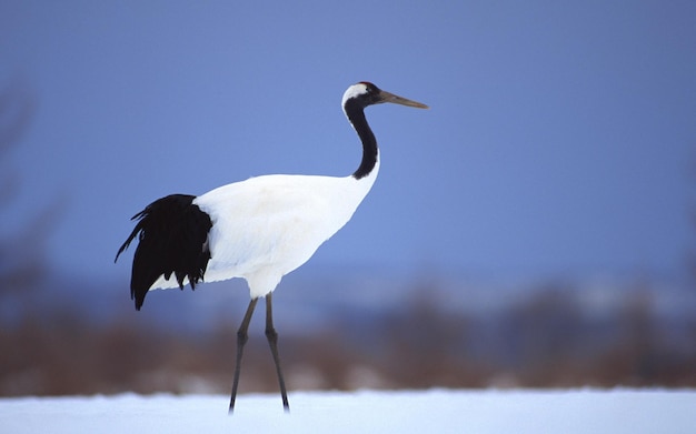 schattige roodgekroonde kraanvogel Foto's