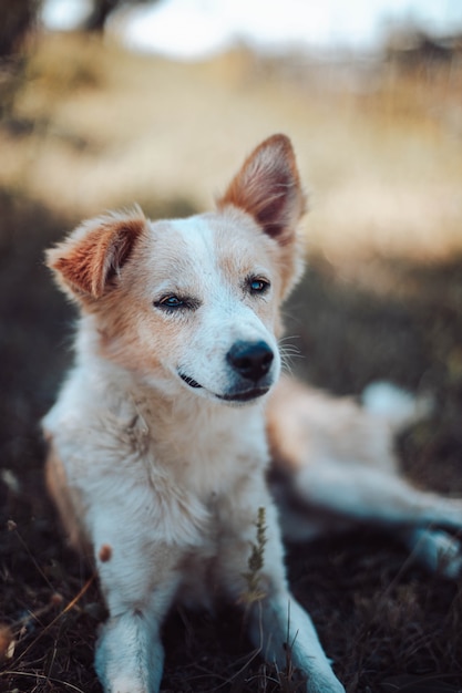 Schattige roodharige witte hond ligt en rust op het gras in het park