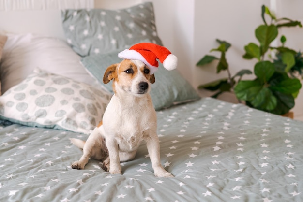 Schattige russell rashond zittend op bed met kerstman hoed in slaapkamer