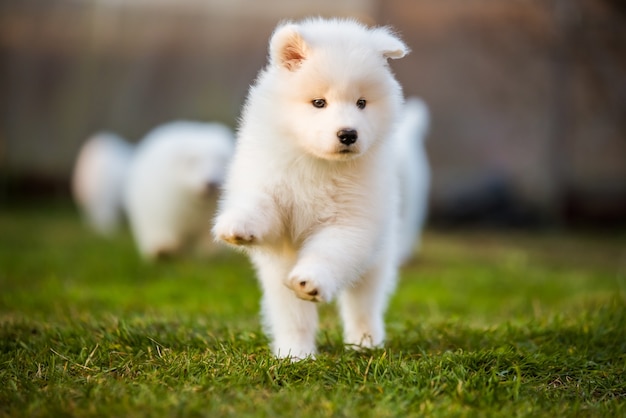 Schattige Samojeed puppy loopt in beweging op het gazon