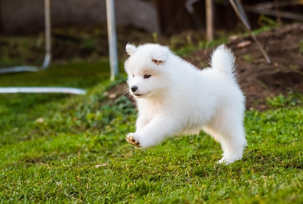 Schattige samojeed puppy loopt in beweging op het gazon