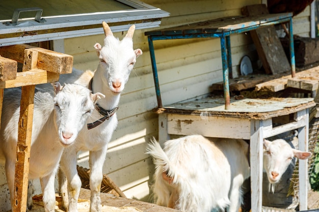 Schattige scharrelgeiten op biologische natuurlijke eco-dierenboerderij die vrij grazen in de tuin op de achtergro...