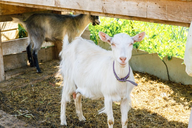 Schattige scharrelgeiten op biologische natuurlijke eco-dierenboerderij die vrij grazen in de tuin op de achtergro...