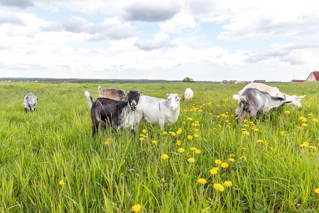 Schattige scharrelgeiten op biologische natuurlijke eco-dierenboerderij die vrij grazen in de weide achtergrondkoepel...