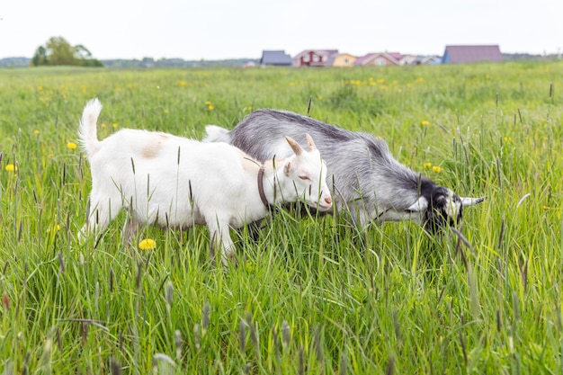 Schattige scharrelgeiten op biologische, natuurlijke eco-dierenboerderij die vrij grazen in de weide-achtergrondkoepel