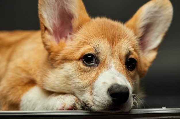 Schattige schattige puppy Welsh Corgi Pembroke