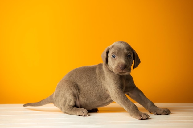 Schattige schattige weimaraner puppy op oranje achtergrond