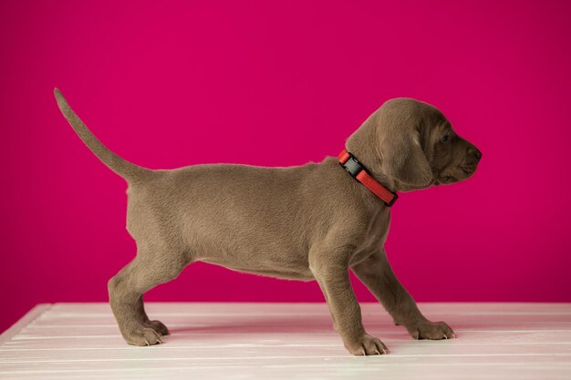 Schattige schattige weimaraner puppy op roze achtergrond