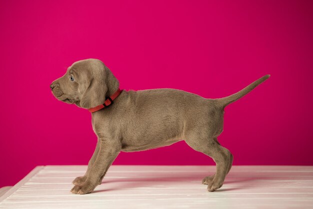 Schattige schattige weimaraner puppy op roze achtergrond