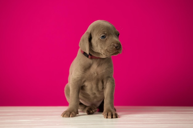 Schattige schattige weimaraner puppy op roze achtergrond