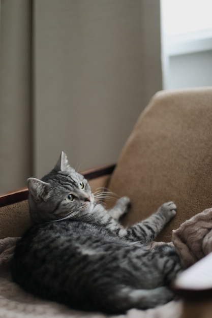 schattige Schotse rechte kat die binnenshuis in een gezellige fauteuil slaapt