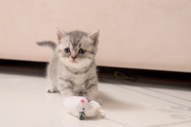 Schattige scottish fold kleine kitten thuis