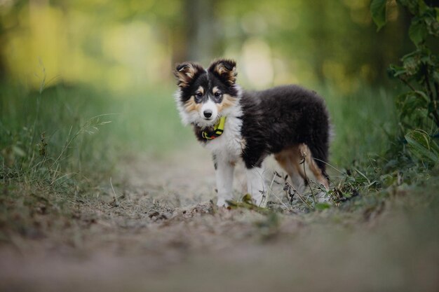 Schattige shetland herdershond sheltie hond