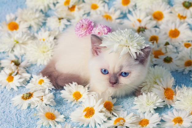 Schattige siamese kitten ontspannen op de bloemen