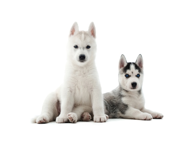 Schattige Siberische husky pup liggend op de vloer