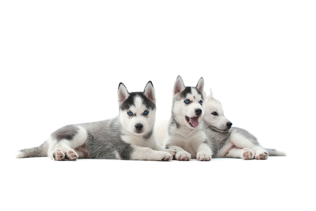 Schattige Siberische husky pup liggend op de vloer