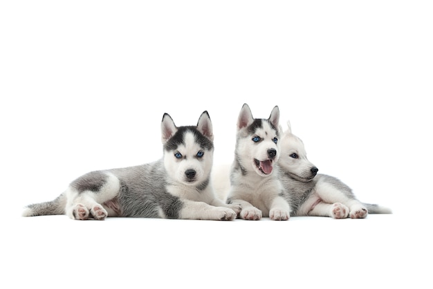 Schattige Siberische husky pup liggend op de vloer