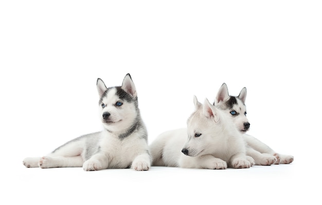 Schattige Siberische husky pup liggend op de vloer