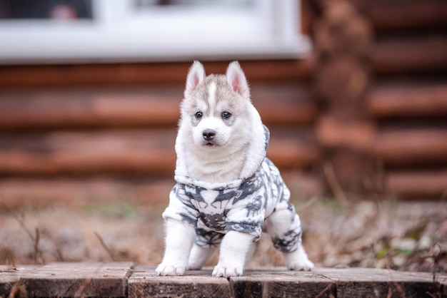 Schattige Siberische husky puppy in kleding in de buurt van een houten huis