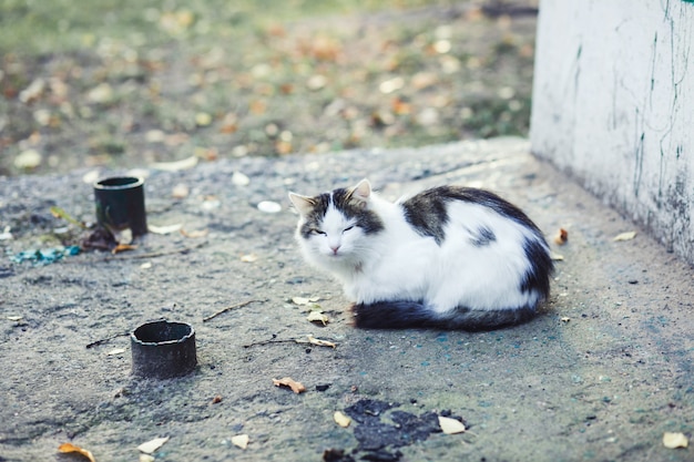 Schattige slapende kitten