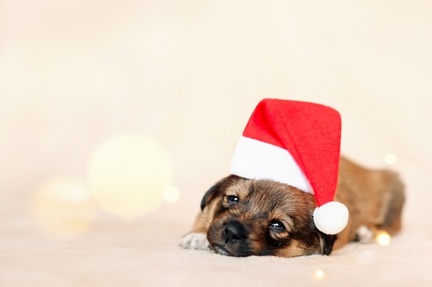 Schattige slapende puppy in Kerstman hoed