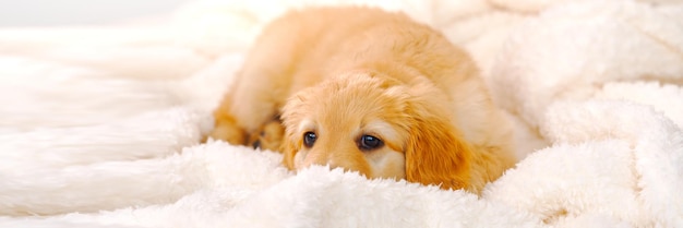 Schattige slaperige jonge puppy Golden puppy op witte achtergrond Hovawars ras