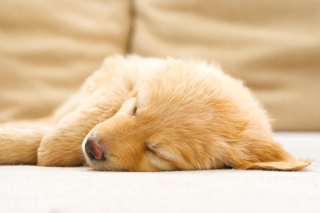 Schattige slaperige jonge puppy Golden puppy op witte achtergrond Hovawars ras