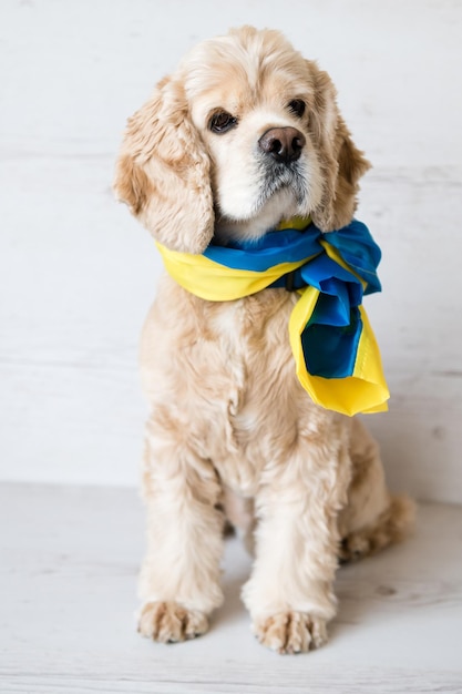 Schattige spaniel zit op een witte achtergrond met een oekraïense vlag