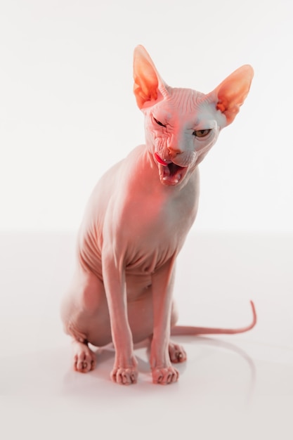 Schattige sphynx kat kitty poseren geïsoleerd over muur