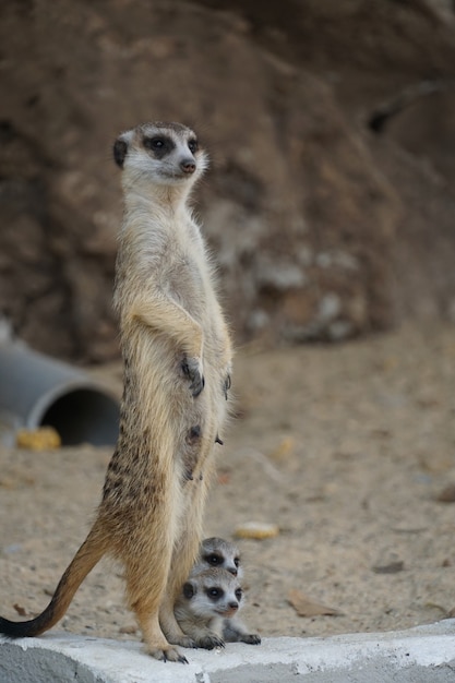 Schattige staande vrouwelijke meerkat, pas op voor baby's, dieren in het wild