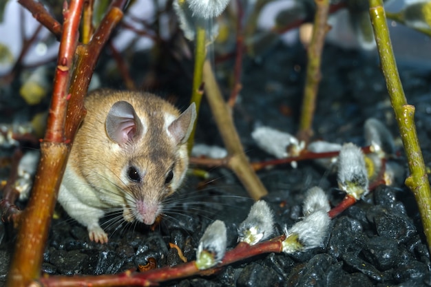 Schattige stekelmuis (akomys) onder de takken van een bloeiende wilg