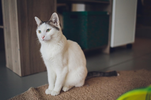 Schattige tabby kat zittend op de keukenvloer en staren naar de camera